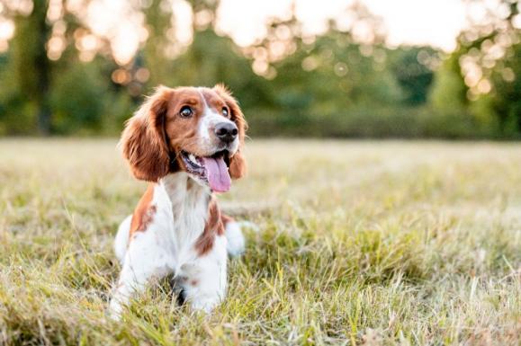 Apprentissage chien craintif