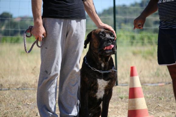 Rééducation pour chien