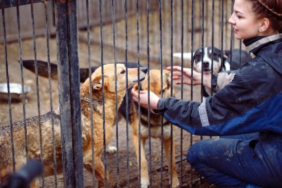 Garde de chien en box