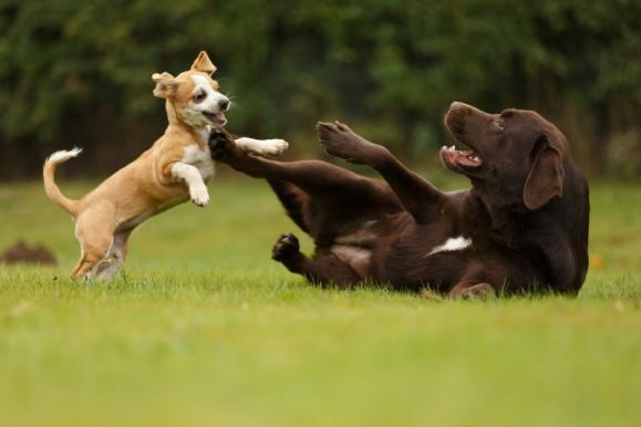 Sociabilisation chien