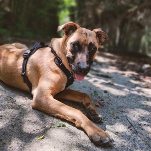 bonjour on vous presenter un croise malinoi qui est en education 