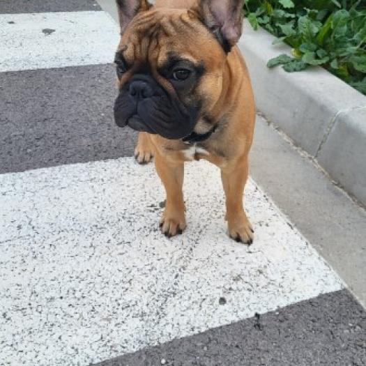 Une jolie bouledogue en cours d'éducation par votre Éducateur pour chiens à Marseille