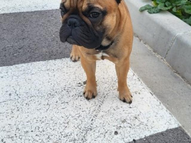 Une jolie bouledogue en cours d'éducation par votre Éducateur pour chiens à Marseille