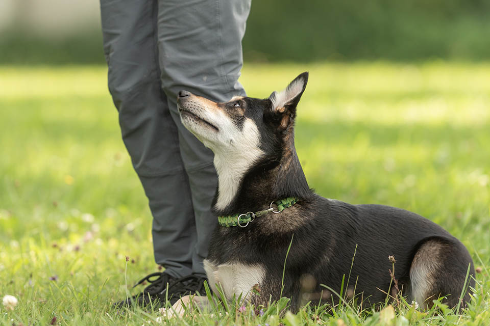 Un chien aux pieds de son maitre