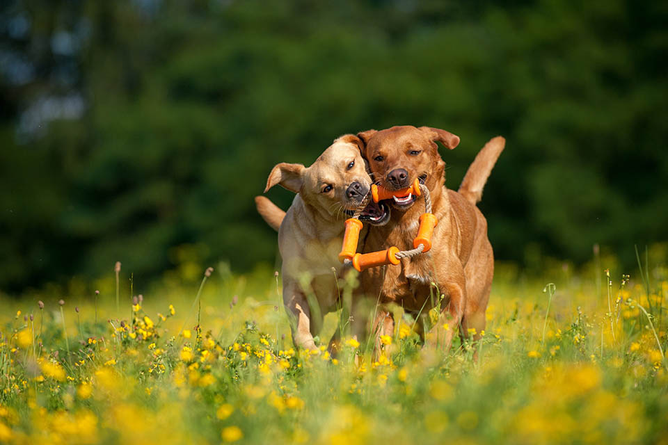 Deux chiens jouent avec une corde